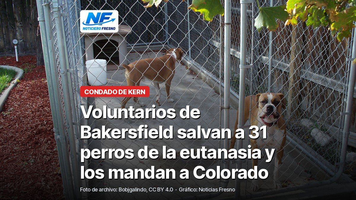 Foto de archivo de dos perros boxer en una perrera con el titular de la nota