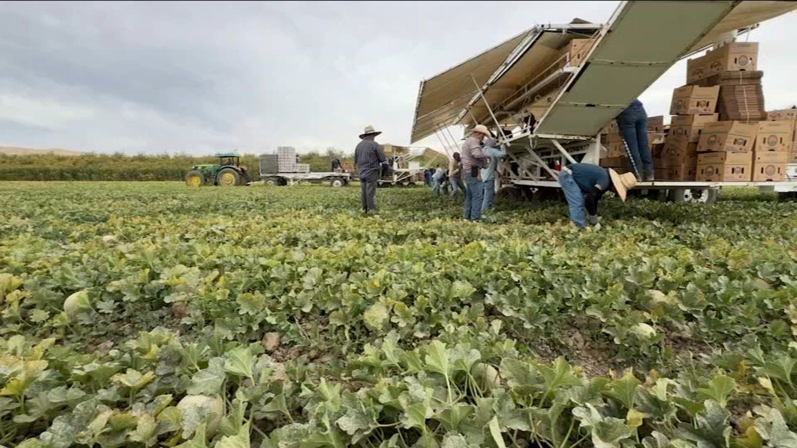Trabajadores agrícolas en un campo del Valle Central