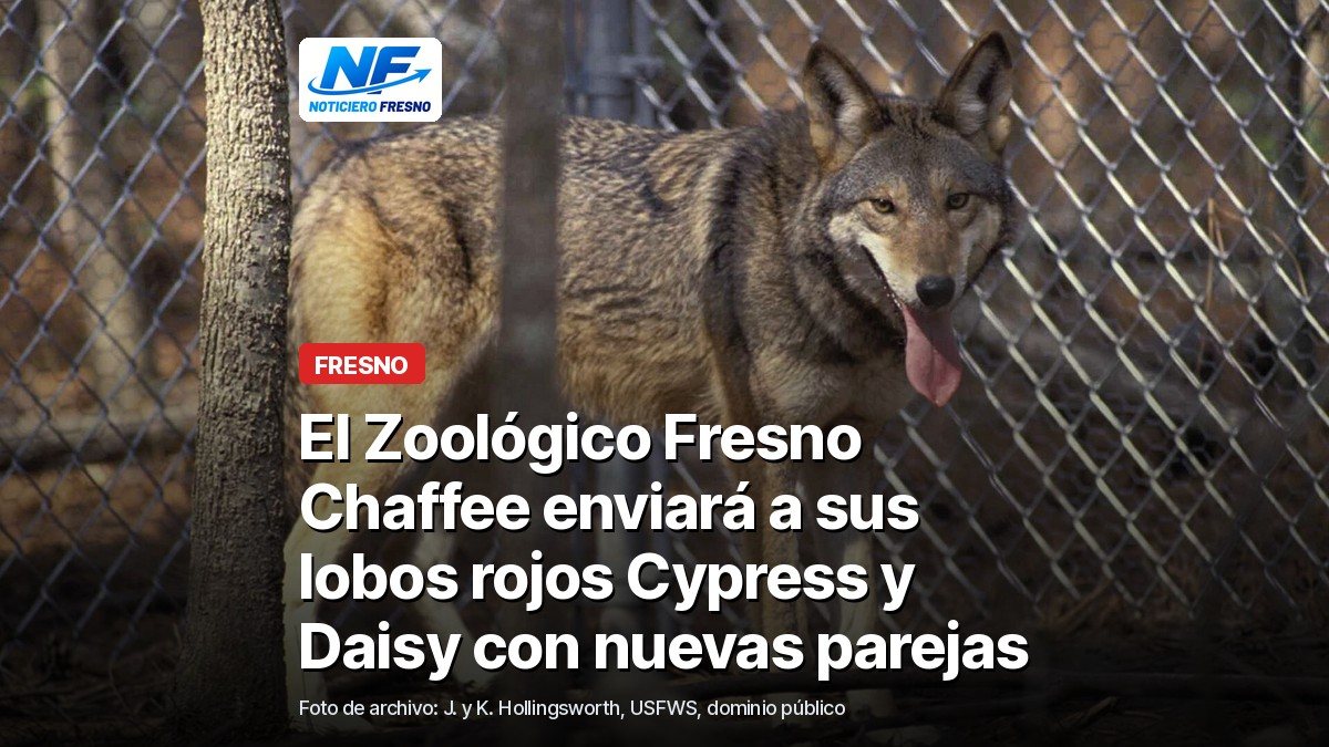 Foto de archivo de un lobo rojo con el titular de la nota sobre los lobos del Zoológico Fresno Chaffee