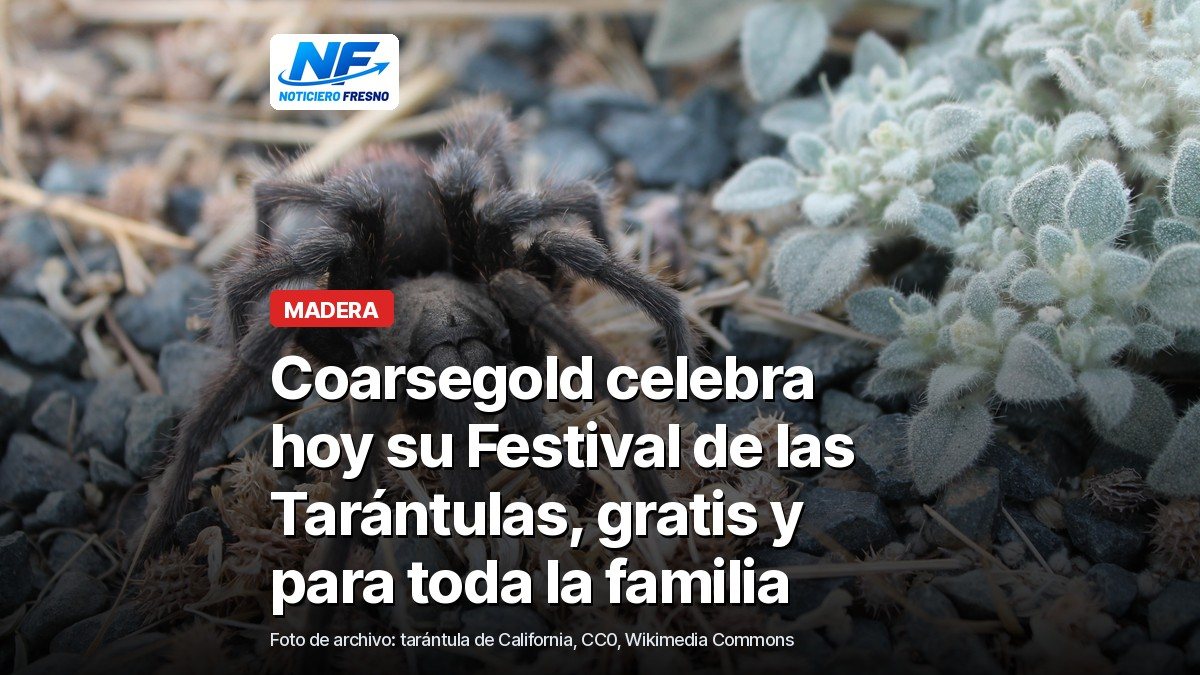 Tarántula negra de California sobre la tierra, foto de archivo, con el titular de la nota