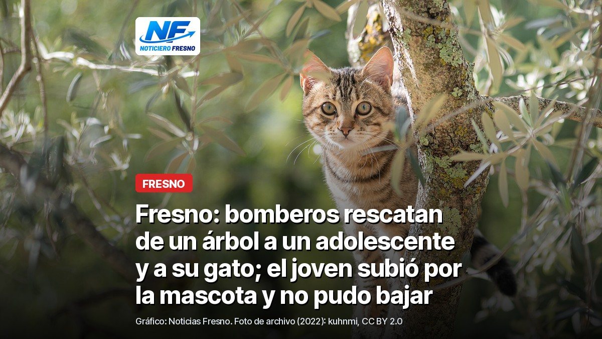 Gato atigrado en las ramas de un olivo, foto de archivo tomada en Toscana, Italia, en 2022, con el titular de la nota; no es el gato ni el árbol de Fresno