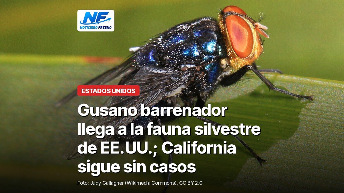 Mosca del gusano barrenador, de cuerpo azul metálico y ojos rojizos, sobre una hoja verde, con el titular de la nota