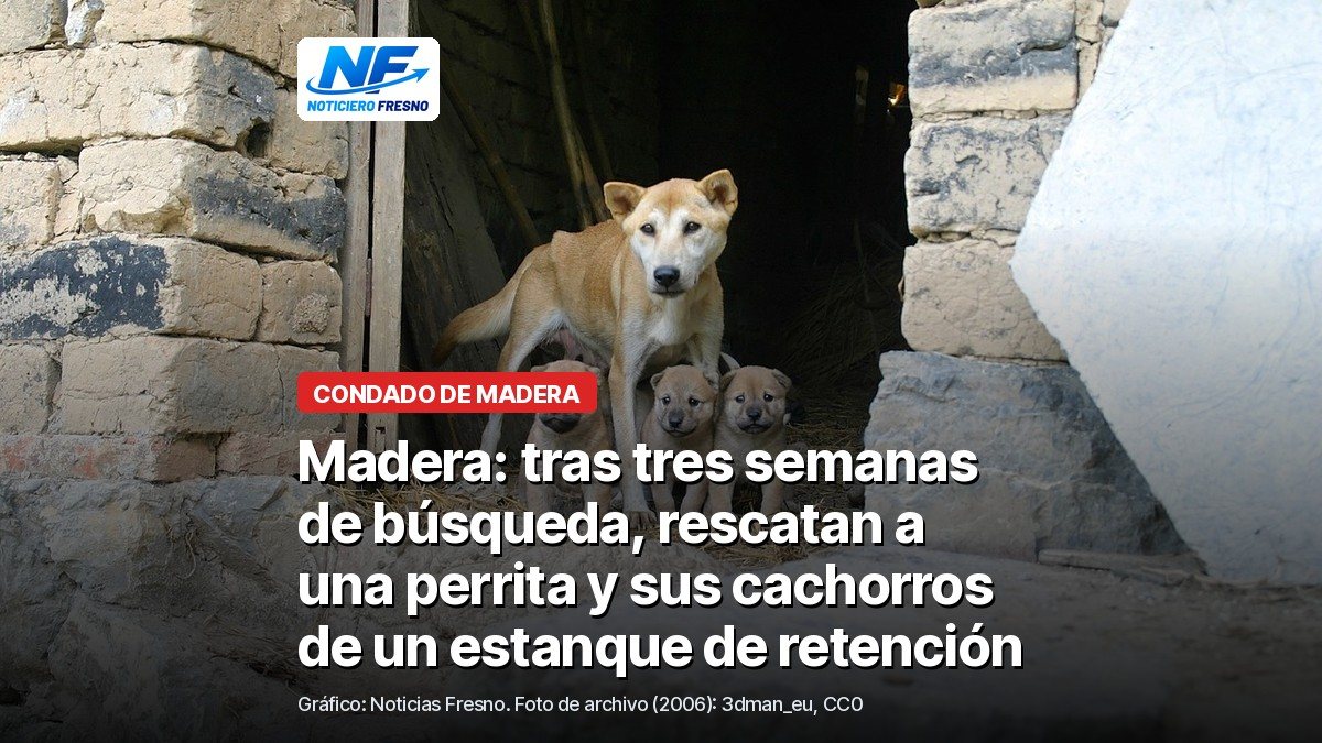 Una perra con tres cachorros a la entrada de una construcción de piedra, foto de archivo de 2006, con el titular de la nota
