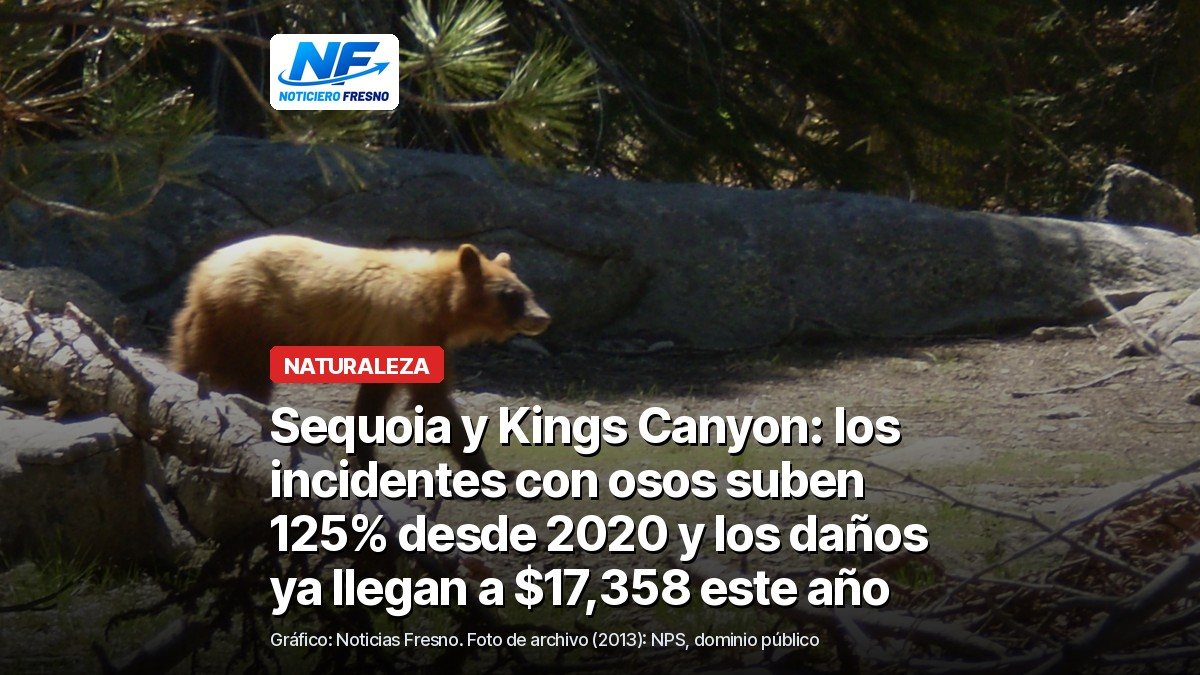 Foto de archivo de 2013 de un oso negro de pelaje café caminando junto a troncos caídos en la zona de Wolverton, en el Parque Nacional Sequoia, con el titular de la nota