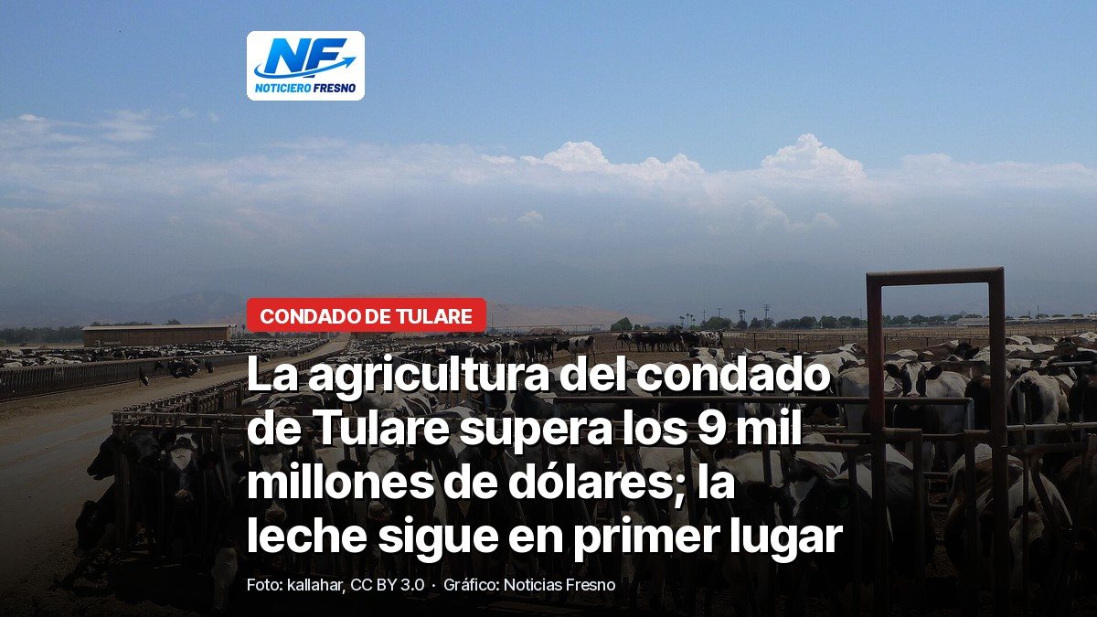 Vacas lecheras en un establo del condado de Tulare, con el titular de la nota sobre el valor de la producción agrícola de 2025