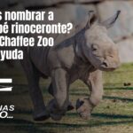 ¿Puedes nombrar a este bebé rinoceronte? Fresno Chaffee Zoo quiere ayuda